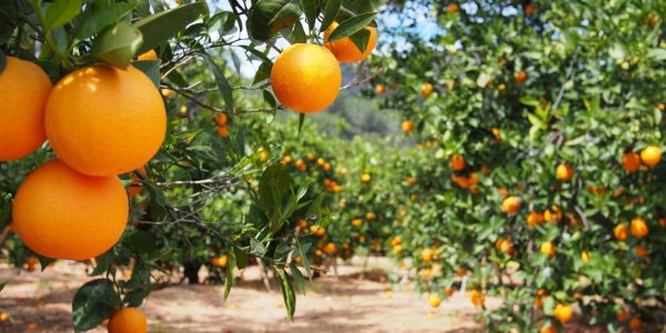 orange-garden