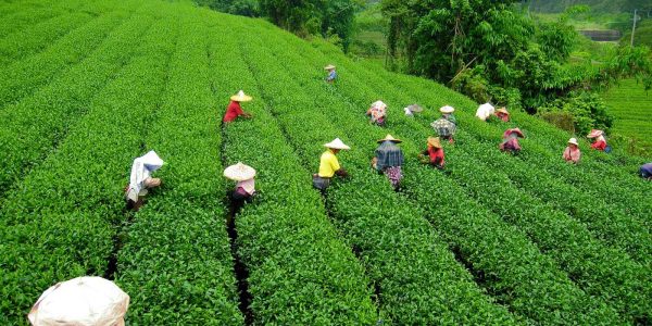 tea-garden